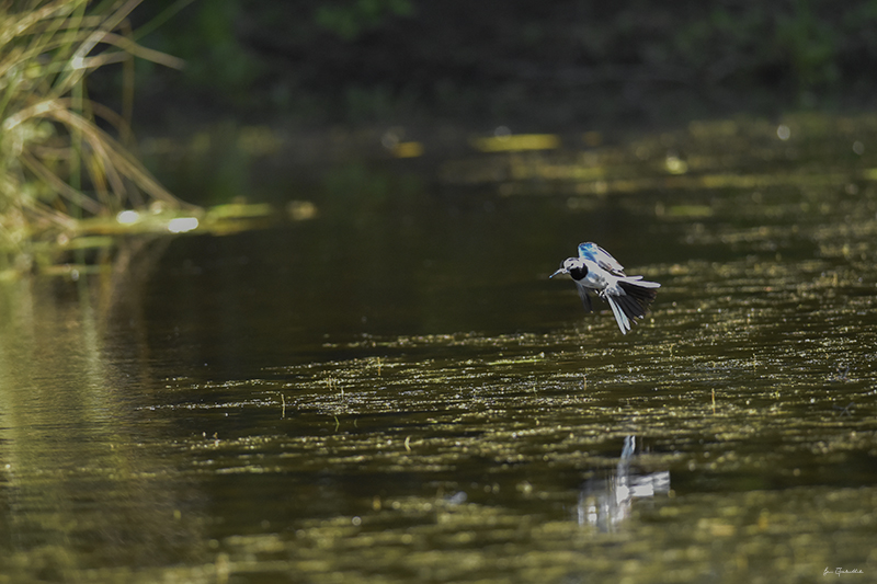 Photo Oiseaux Bergeronnette grise (Motacilla alba)