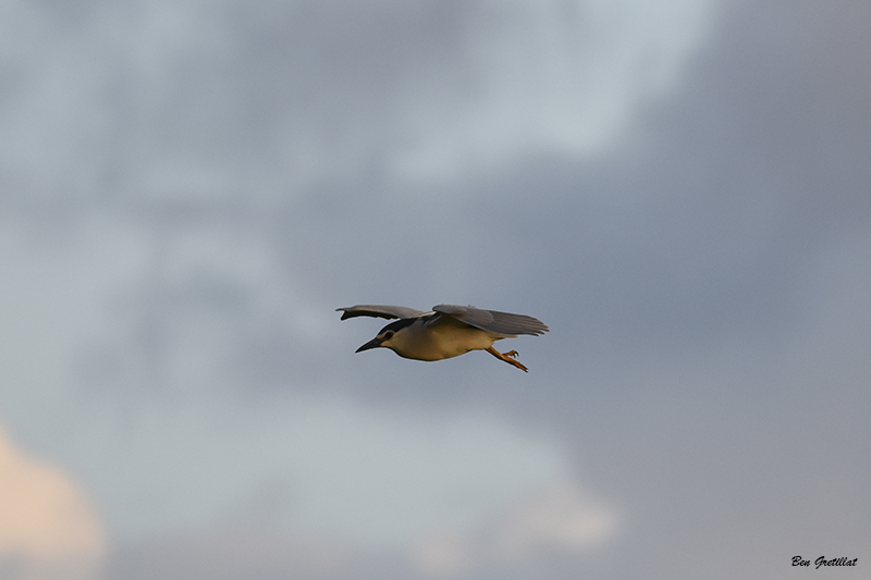 Photo Oiseaux Héron bihoreau gris (Nycticorax nycticorax)