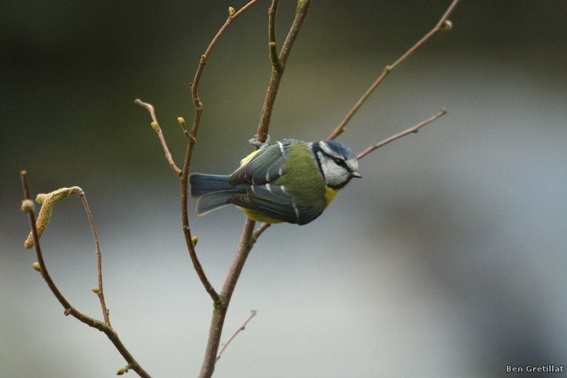 Photo Oiseaux Mésange bleue (Cyanistes caeruleus)