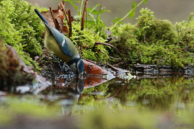 Photo Oiseaux Mésange bleue (Cyanistes caeruleus)