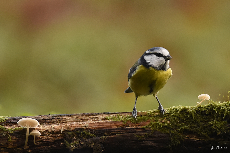 Photo Oiseaux Mésange bleue (Cyanistes caeruleus)