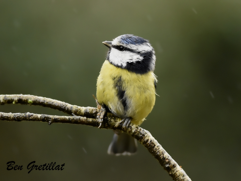 Photo Oiseaux Mésange bleue (Cyanistes caeruleus)