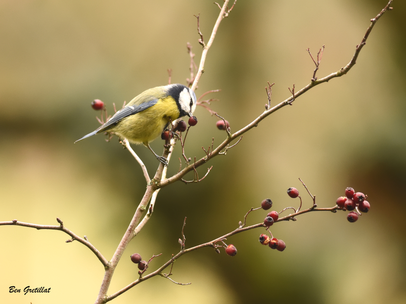 Photo Oiseaux Mésange bleue (Cyanistes caeruleus)