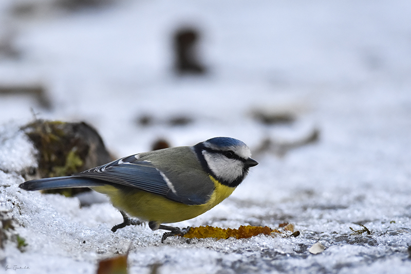 Photo Oiseaux Mésange bleue (Cyanistes caeruleus)