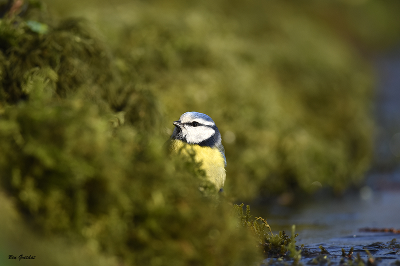 Photo Oiseaux Mésange bleue (Cyanistes caeruleus)