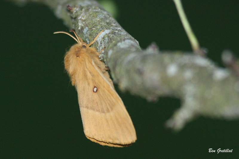 Photo Insectes Bombyx du chêne, Minime à bandes jaunes (Lasiocampa quercus)