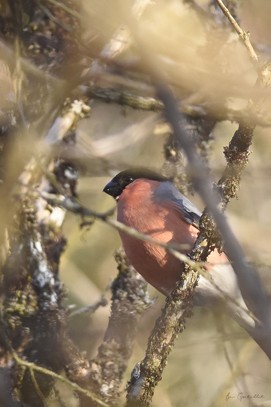 Photo Oiseaux Bouvreuil pivoine (Pyrrhula pyrrhula)