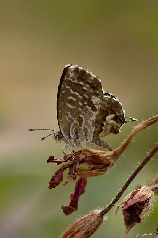 Photo Insectes Brun des pélargoniums (Cacyreus marshalli)