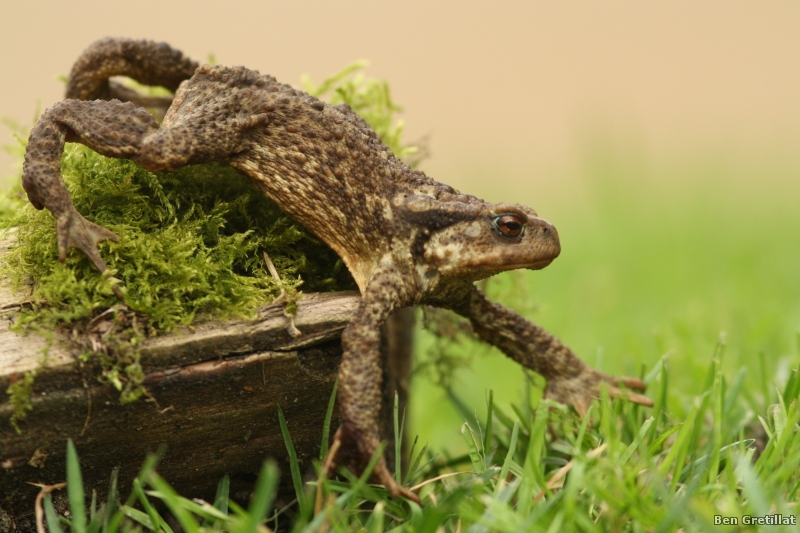 Photo Amphibiens Crapaud commun (Bufo bufo)