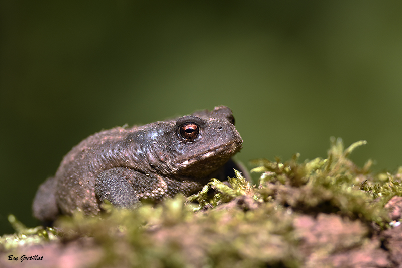 Photo Amphibiens Crapaud commun (Bufo bufo)