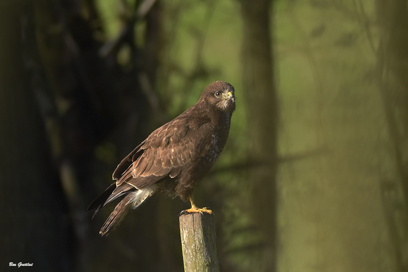 Photo Oiseaux Buse variable (Buteo Buteo)