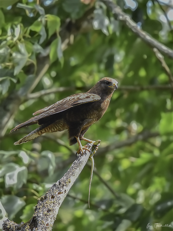 Photo Oiseaux Buse variable (Buteo Buteo)