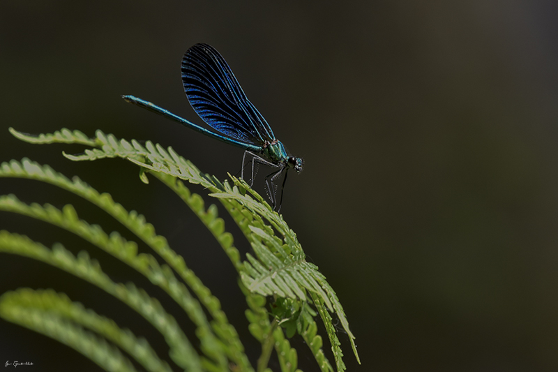 Photo Insectes Caloptéryx vierge méridional (Calopteryx virgo meridionalis)