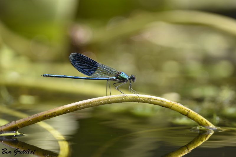 Photo Insectes Caloptéryx éclatant (Calopteryx splendens)