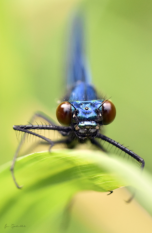 Photo Insectes Caloptéryx éclatant (Calopteryx splendens)