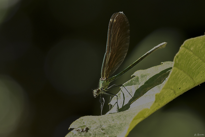 Photo Insectes Caloptéryx vierge méridional (Calopteryx virgo meridionalis)