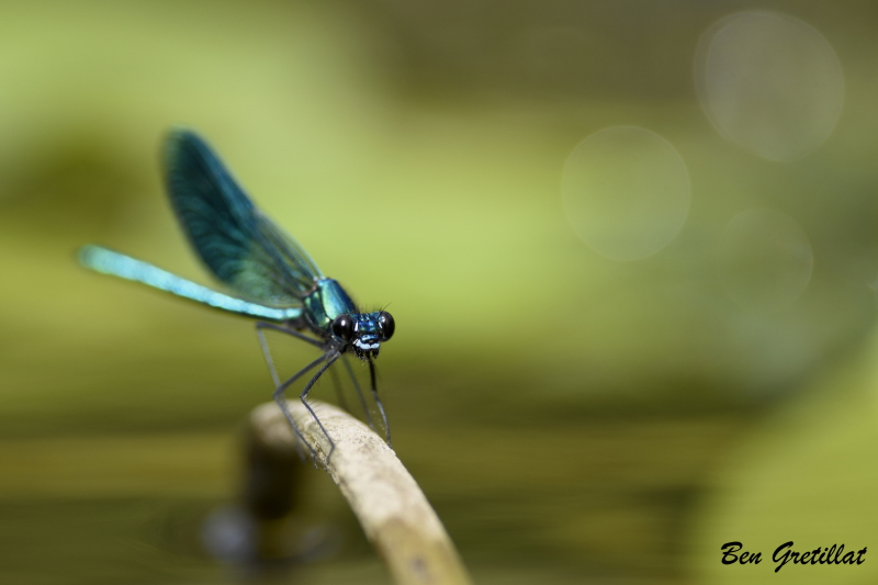 Photo Insectes Caloptéryx éclatant (Calopteryx splendens)