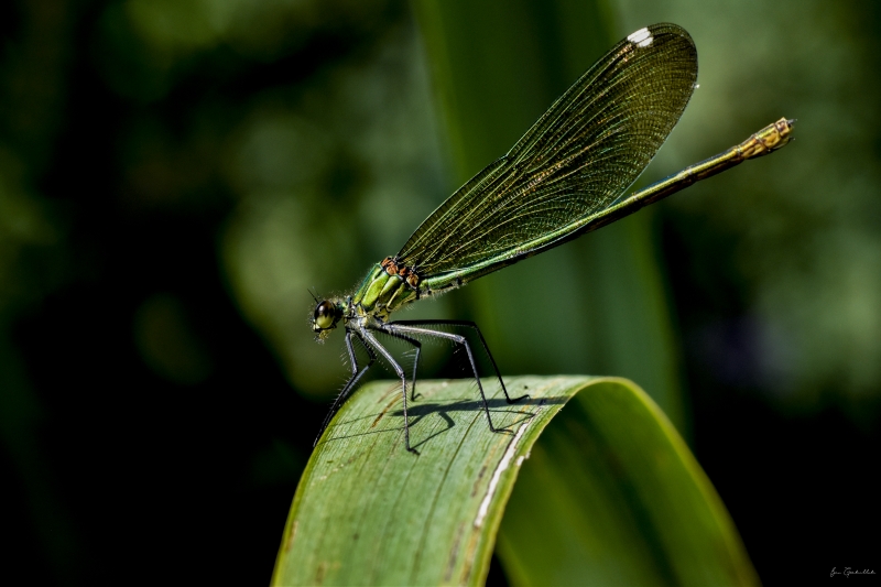 Photo Insectes Caloptéryx vierge méridional (Calopteryx virgo meridionalis)