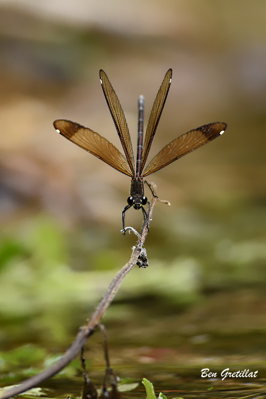 Photo Insectes Caloptéryx hémorroïdal (Calopteryx haemorrhoidalis)