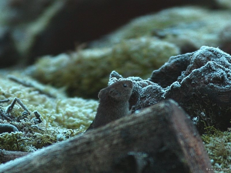 Photo Mammifères  Campagnol des bois (Myodes glareolus)