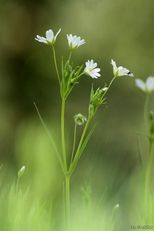 Photo Flore Stellaire holostée (Stellaria holostea)