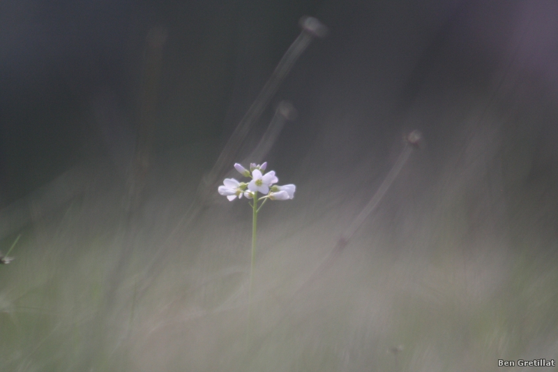 Photo Flore Cardamine des prés ou Cresson des prés (Cardamine pratensis)