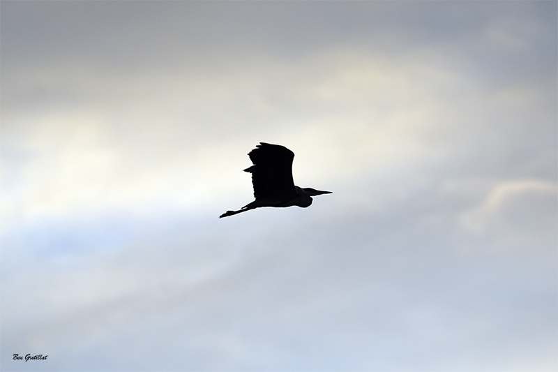 Photo Oiseaux Héron cendré (Ardea cinerea)