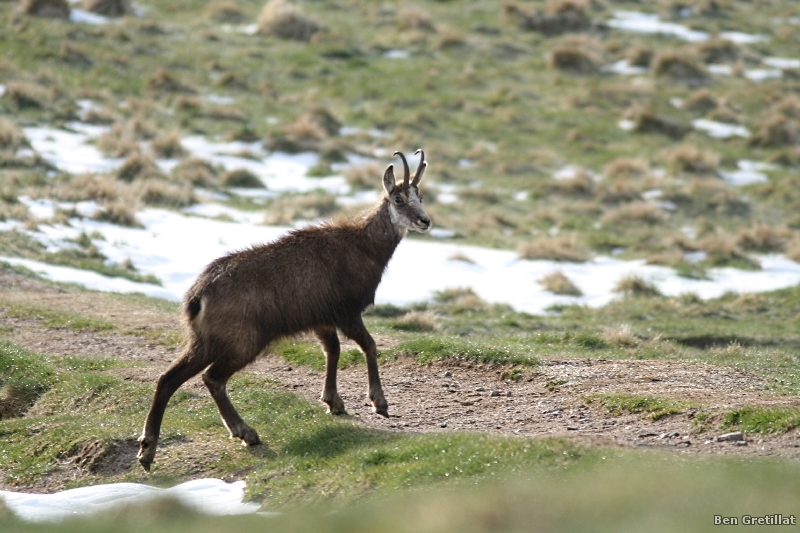 Photo Mammifères Chamois (Rupicapra rupicapra)