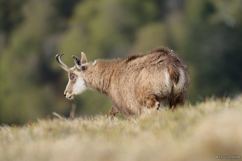 Photo Mammifères Chamois (Rupicapra rupicapra)