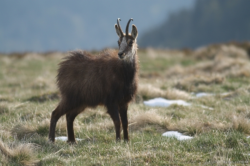 Photo Mammifères Chamois (Rupicapra rupicapra)