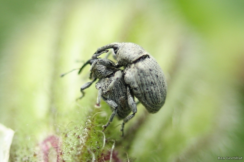 Photo Insectes Charançon (Curculionoidea)