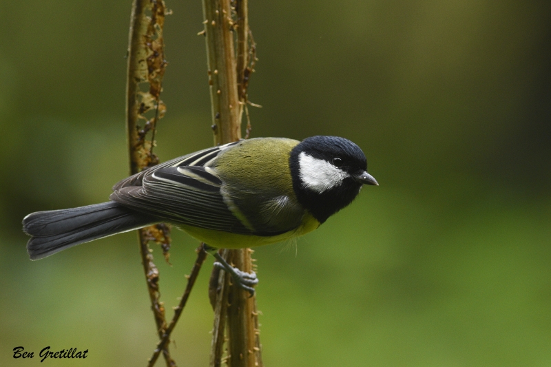 Photo Oiseaux Mésange charbonnière (Parus major)