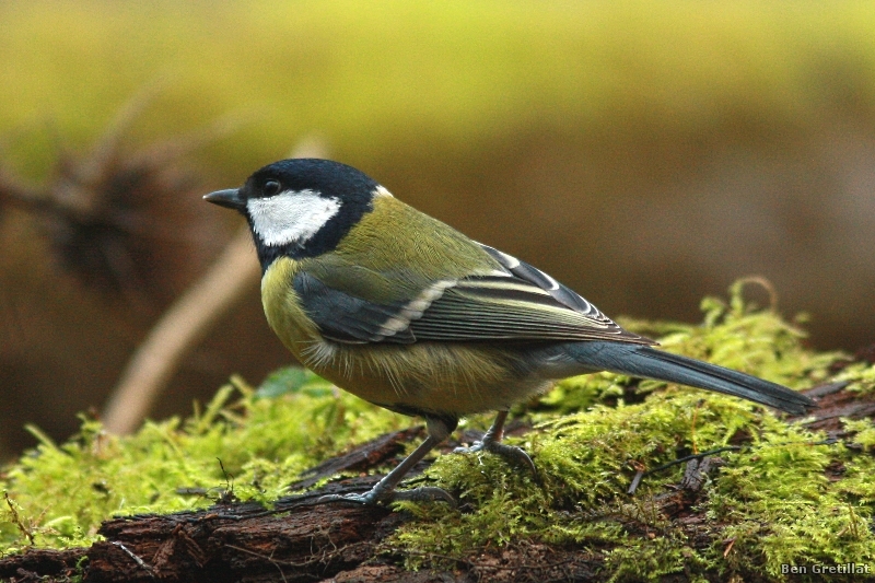 Photo Oiseaux Mésange charbonnière (Parus major)