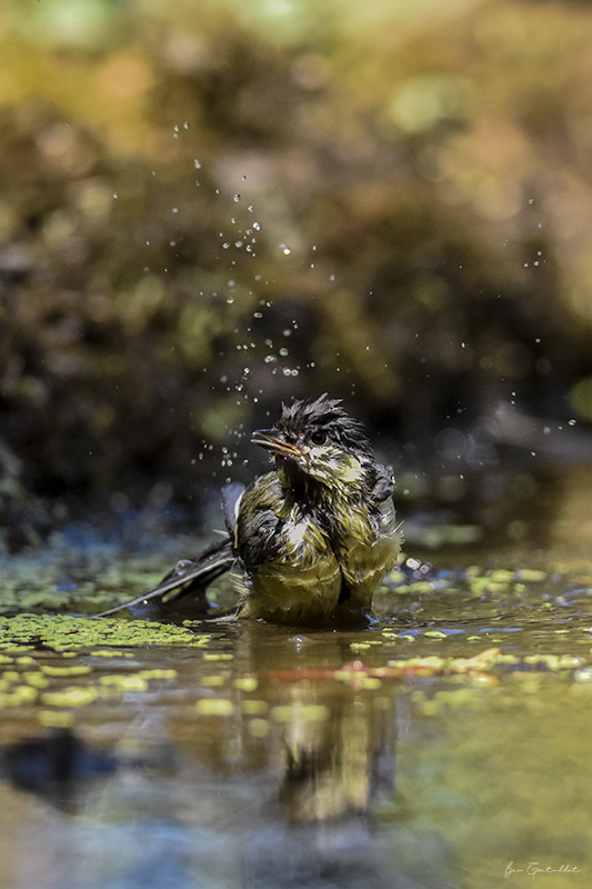 Photo Oiseaux Mésange charbonnière (Parus major)