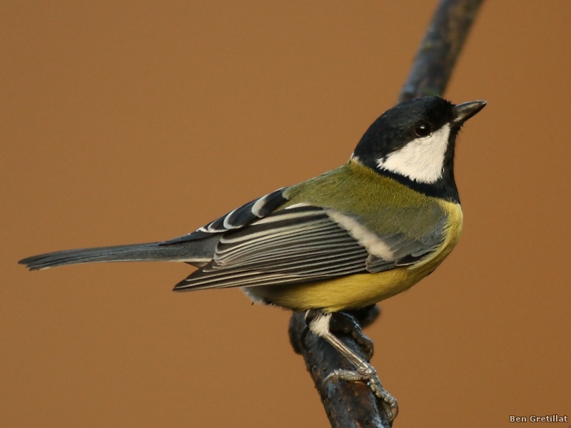 Photo Oiseaux Mésange charbonnière (Parus major)