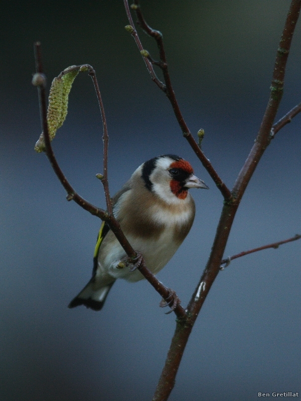 Photo Oiseaux Chardonneret élégant (Carduelis carduelis)