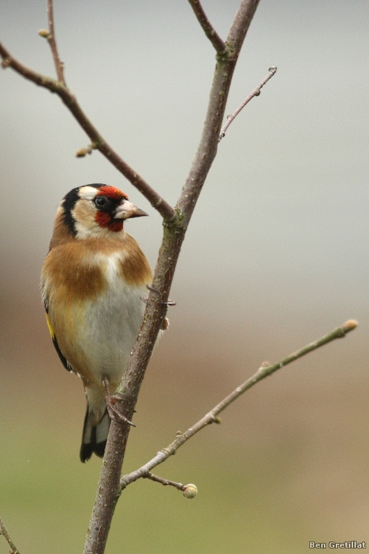 Photo Oiseaux Chardonneret élégant (Carduelis carduelis)