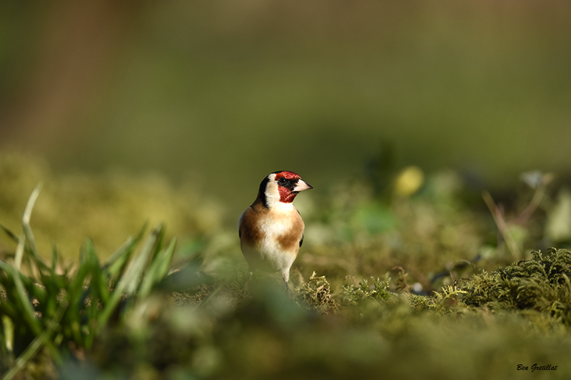 Photo Oiseaux Chardonneret élégant (Carduelis carduelis)