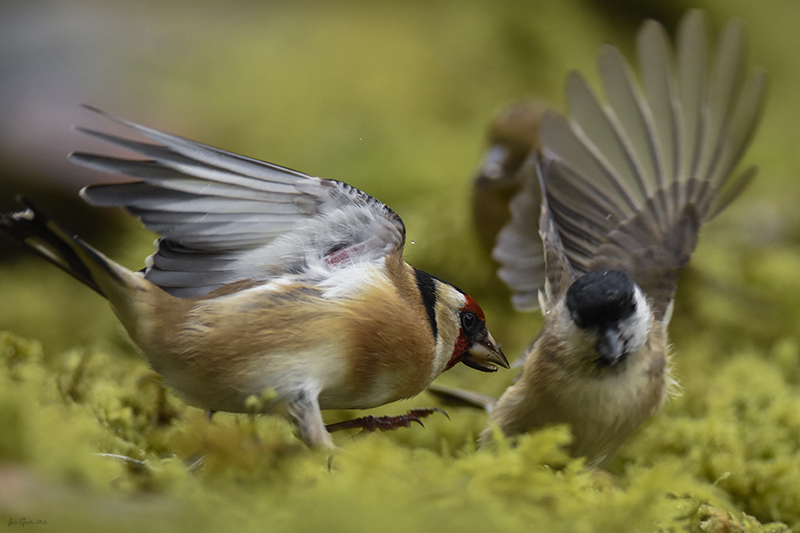 Photo Oiseaux Chardonneret élégant (Carduelis carduelis)