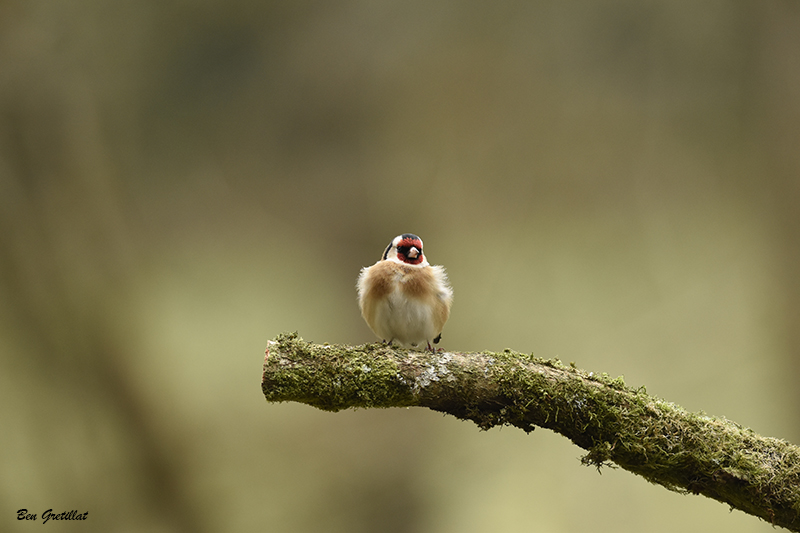 Photo Oiseaux Chardonneret élégant (Carduelis carduelis)