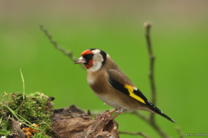 Photo Oiseaux Chardonneret élégant (Carduelis carduelis)