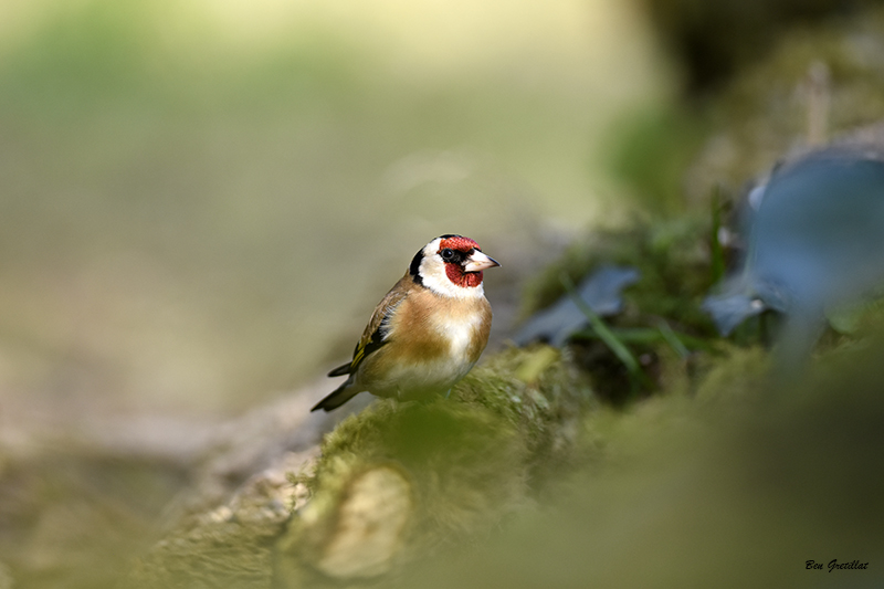 Photo Oiseaux Chardonneret élégant (Carduelis carduelis)