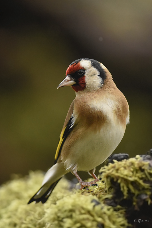 Photo Oiseaux Chardonneret élégant (Carduelis carduelis)