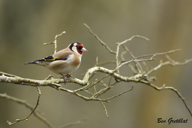 Photo Oiseaux Chardonneret élégant (Carduelis carduelis)