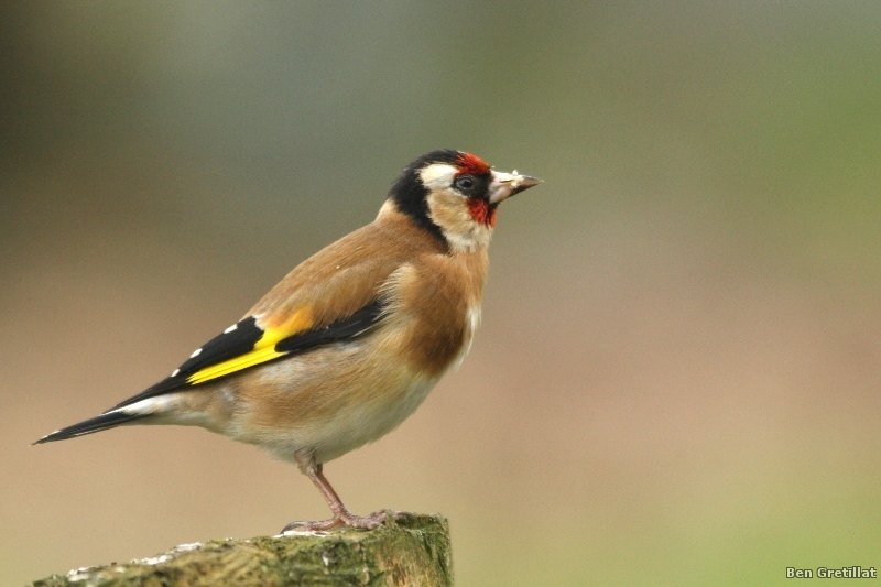 Photo Oiseaux Chardonneret élégant (Carduelis carduelis)