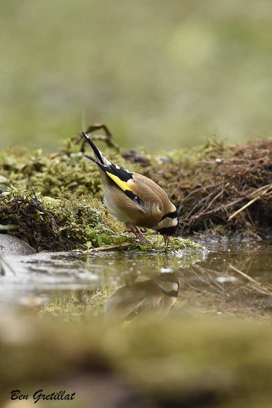 Photo Oiseaux Chardonneret élégant (Carduelis carduelis)