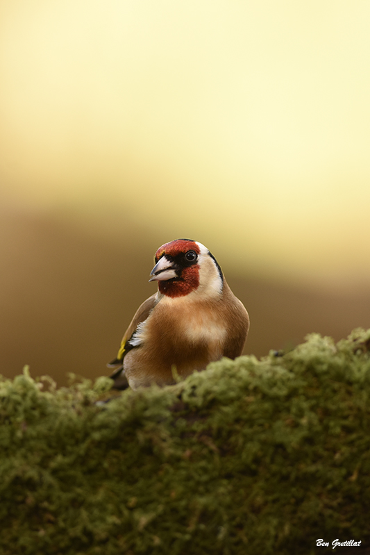 Photo Oiseaux Chardonneret élégant (Carduelis carduelis)