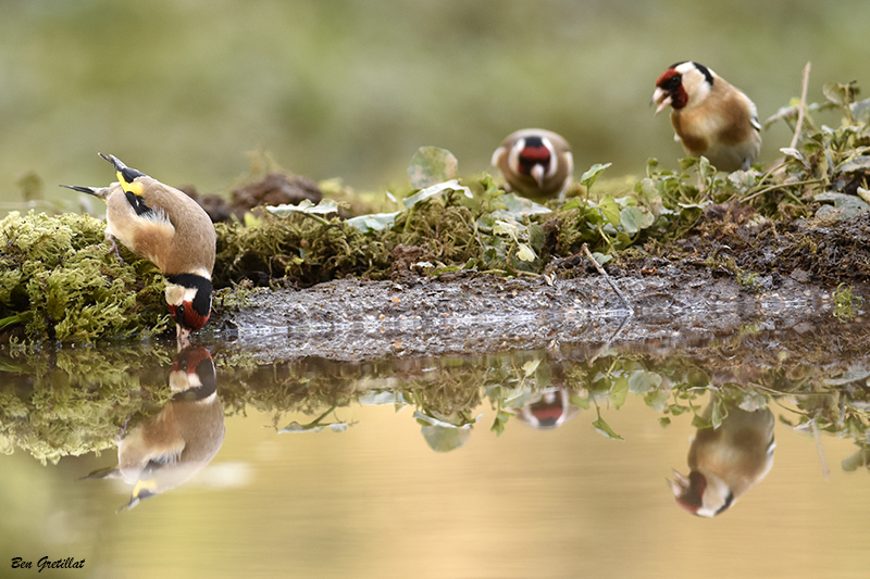 Photo Oiseaux Chardonneret élégant (Carduelis carduelis)