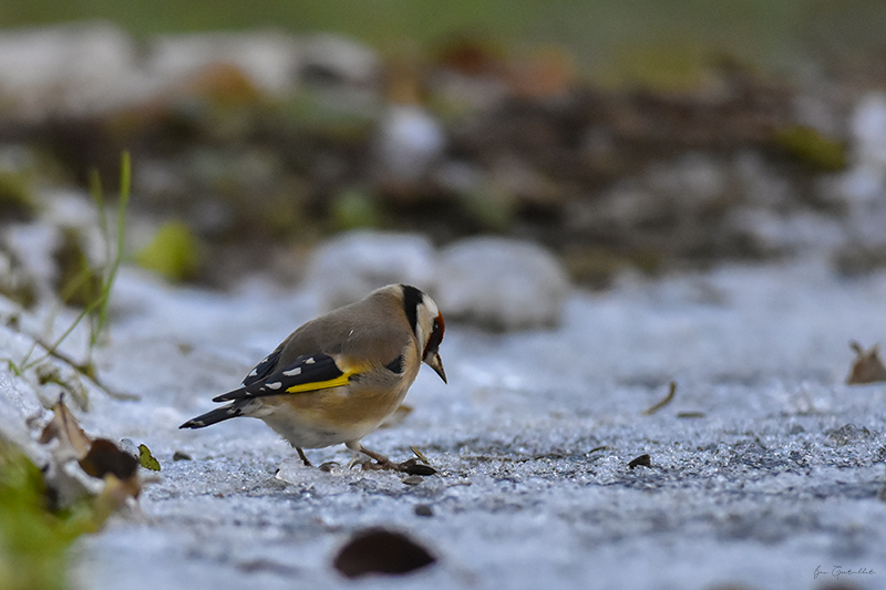 Photo Oiseaux Chardonneret élégant (Carduelis carduelis)