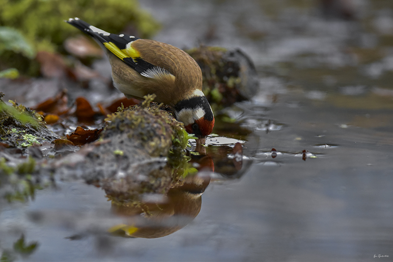 Photo Oiseaux Chardonneret élégant (Carduelis carduelis)